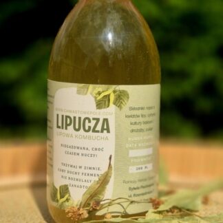 Lipucza-kombucha z lipy