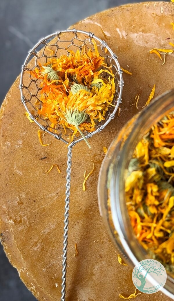 SUSZONY NAGIETEK LEKARSKI – Calendula Officinalis – 15 g - obrazek 2